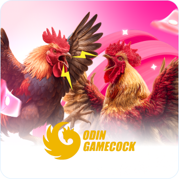 Cock fighting